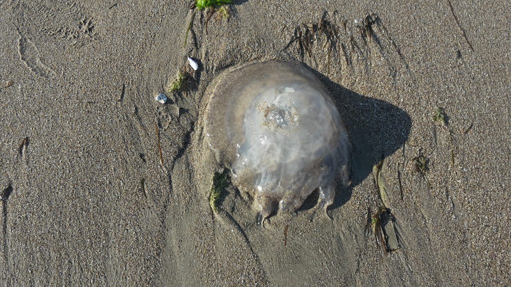 Eine Qualle – angespült am Strand.